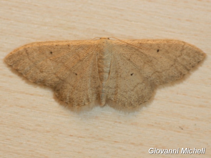 Idaea...?